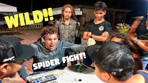 spider fighting in philippines|Filipino SPIDER FIGHTING Is Wild! (PHILIPPINES FUN) .